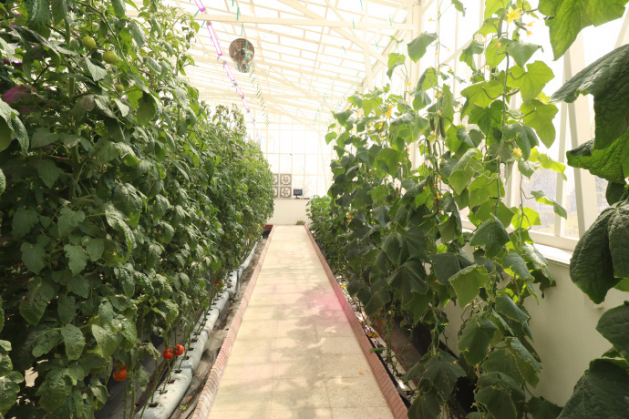 Press TV’s report of the ICT Park’s Smart Greenhouse based on Internet of Things (IOT)