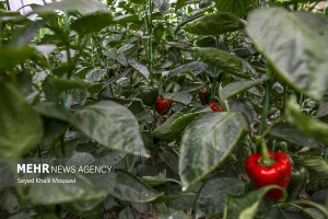 هم‌افزایی دانش‌بنیان‌ها برای هوشمندسازی گلخانه‌ها