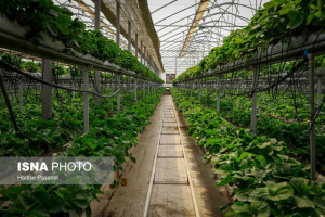 هم‌افزایی دانش‌بنیان‌ها برای هوشمندسازی گلخانه‌ها