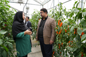 گلخانههای هوشمند پارک فاوا با هدف ارتقای بهرهوری بهروزرسانی شد